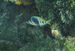Hypoplectrus puella