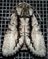 Psaphida electilis