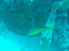 Hypoplectrus aberrans