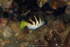 Canthigaster axiologus