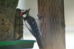 Dryobates pubescens leucurus