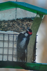 Dryobates pubescens leucurus