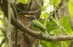 Psilopogon rafflesii