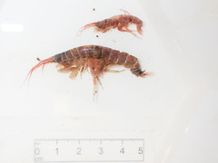 Wimvadocus torelli