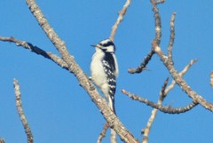 Dryobates pubescens leucurus