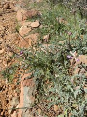 Astragalus tephrodes