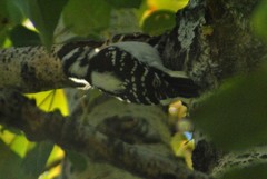 Dryobates pubescens leucurus