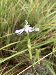 Silene undulata undulata