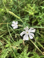 Silene undulata undulata