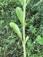 Silene undulata undulata