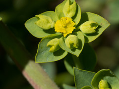Euphorbia schizoloba