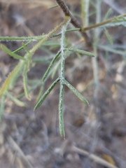 Ipomopsis laxiflora