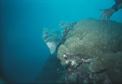 Chromileptes altivelis