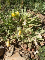 Oenothera primiveris primiveris