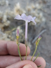Ipomopsis laxiflora