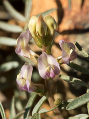 Astragalus arizonicus