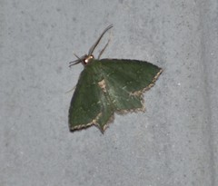 Chloropteryx nordicaria