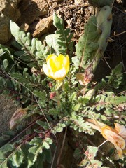 Oenothera primiveris primiveris