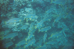 Plectorhinchus lineatus