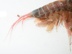 Wimvadocus torelli