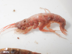 Wimvadocus torelli