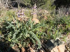 Astragalus tephrodes