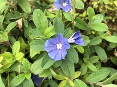 Evolvulus glomeratus