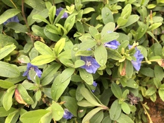 Evolvulus glomeratus