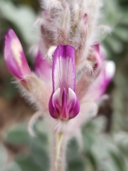 Astragalus mollissimus bigelovii