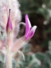 Astragalus mollissimus bigelovii