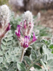 Astragalus mollissimus bigelovii