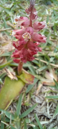 Image of Lachenalia peersii by (c) Adele SL, some rights reserved (CC BY)
