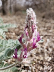 Astragalus mollissimus bigelovii