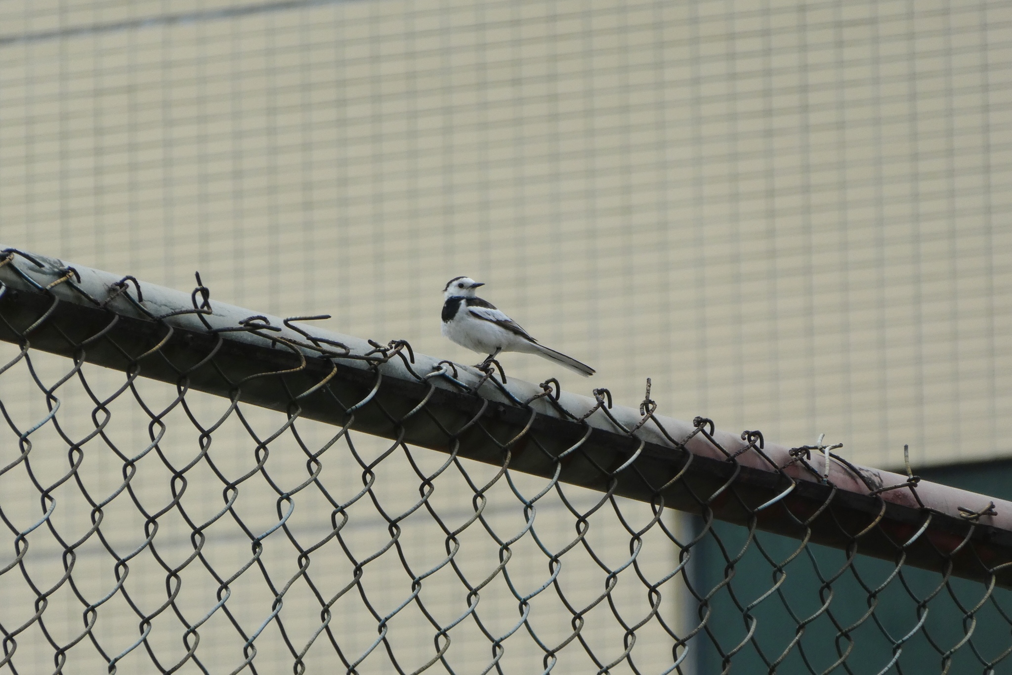 White Wagtail