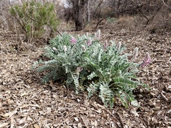 Astragalus mollissimus bigelovii