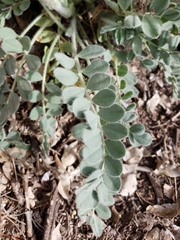 Astragalus mollissimus bigelovii