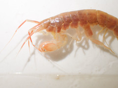 Melitidae