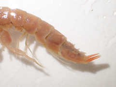 Melitidae