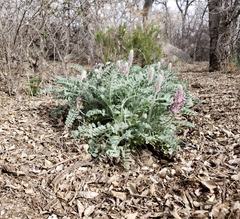 Astragalus mollissimus bigelovii