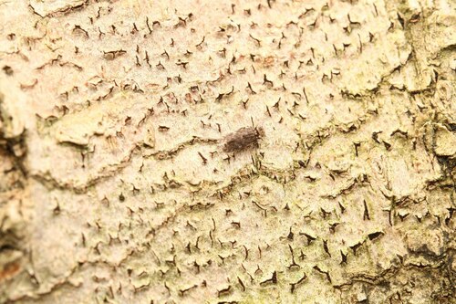 Echmepteryx hageni photo 6