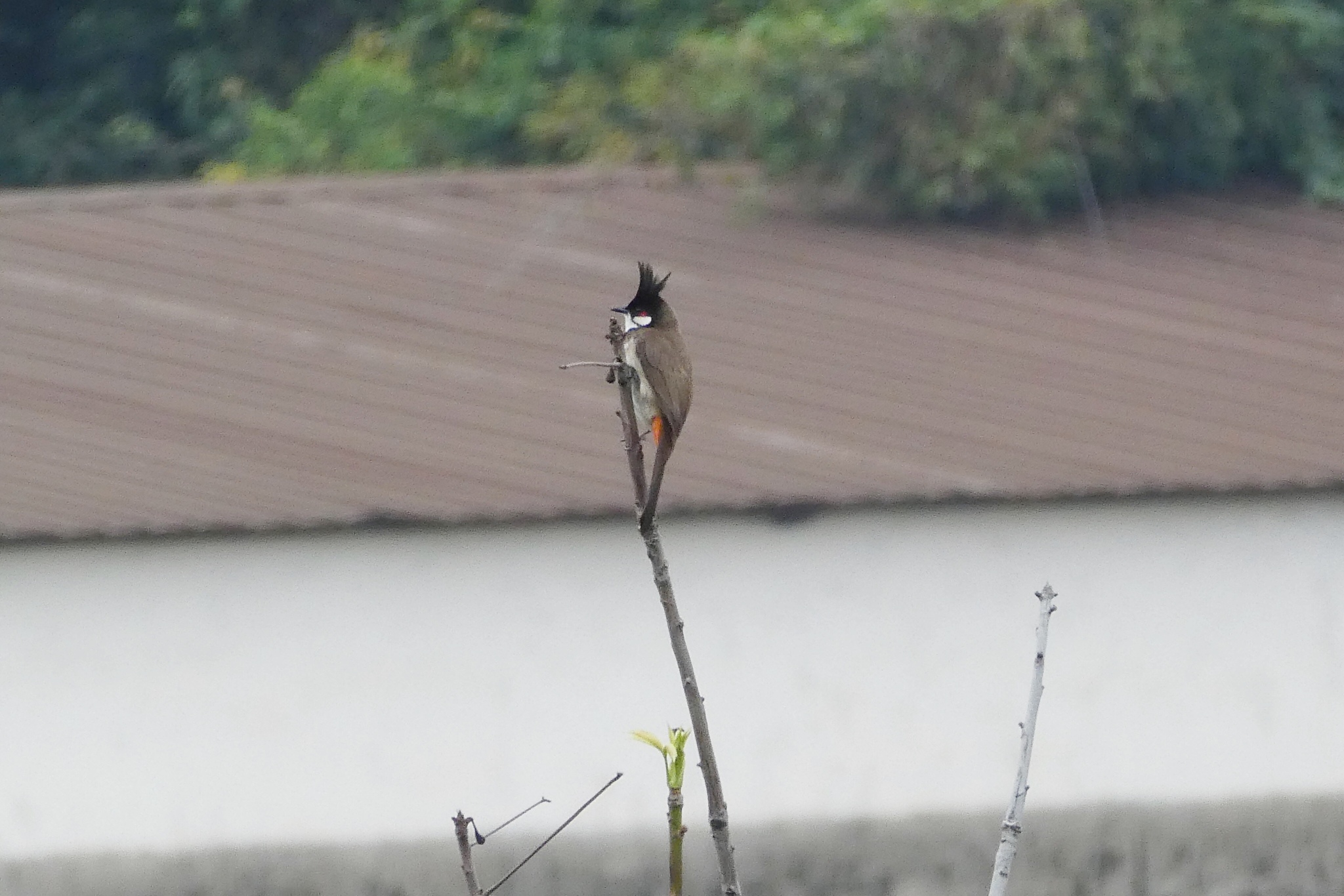 Red-whiskered Bulbul
