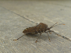 Anasa armigera