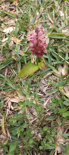 Image of Lachenalia peersii by (c) Adele SL, some rights reserved (CC BY)