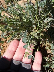 Astragalus tephrodes