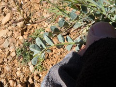 Astragalus tephrodes