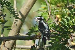 Dryobates pubescens leucurus