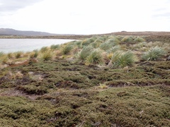 Poa flabellata