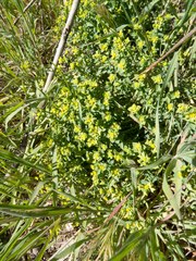 Euphorbia schizoloba