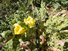 Oenothera primiveris primiveris