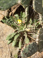 Oenothera primiveris primiveris